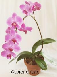 Продажа Орхидеи, Фаленопсис в Черкесске